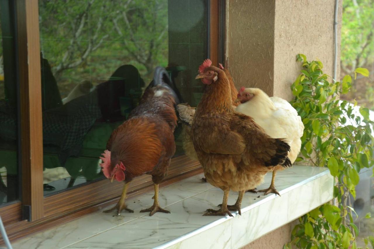 Ferme D"Hote Lala Fatima Ain Leuh Dış mekan fotoğraf
